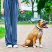 Фото 4 - рулетки WAUDOG R-leash поводок рулетка с контейнером для пакетов, светоотражающая лента, зеленый