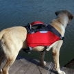 Фото 6 - рятувальні жилети Fovis Voyager Pet Dog Bagpack рятувальний жилет для собак