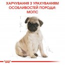 Фото - сухий корм Royal Canin PUG PUPPY (МОПС ПАППІ) корм для цуценята до 10 місяців