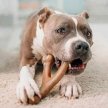 Фото 3 - іграшки Benebone Wishbone Bacon жувальна іграшка для собак ВИЛОЧКОВА КІСТКА, смак БЕКОНУ
