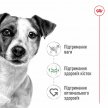 Фото 4 - вологий корм (консерви) Royal Canin MINI ADULT вологий корм для дорослих собак дрібних порід від 10 місяців до 12 років