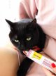 Фото 6 - для выведения шерсти Gimcat (Джимкет) MALT-SOFT EXTRA (МАЛЬТ СОФТ ЕКСТРА ВЫВЕДЕНИЕ ШЕРСТИ ПАСТА) лакомство для кошек