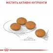 Фото 2 - сухий корм Royal Canin MINI DERMACOMFORT корм для собак із чутливою шкірою (до 10 кг)