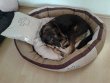 Фото 2 - лежаки, матрасы, коврики и домики Trixie BONZO BED Спальное место для собак БЕЖ/КОРИЧНЕВЫЙ