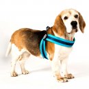 Фото 6 - амуніція Max & Molly Urban Pets Q-Fit Harness шлея для собаки Matrix Sky Blue