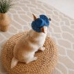 Фото 6 - одяг Pet Fashion Stars панама для собак