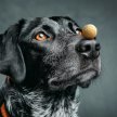 Фото 4 - ласощі Collar WAUDOG Treats Cheese Balls ласощі для собак ХРУСТКІ СИРНІ КУЛЬКИ