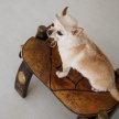 Фото 6 - одежда Pet Fashion Gold панама для собаки