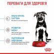 Фото 4 - сухий корм Royal Canin MAXI PUPPY корм для цуценят великих порід від 2 до 15 місяців
