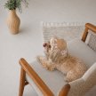 Фото 4 - одяг Pet Fashion Print панама для собак