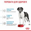 Фото 9 - сухой корм Royal Canin GIANT JUNIOR (ЮНИОРЫ ГИГАНТСКИХ ПОРОД) корм для щенков от 8-24 месяцев