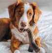Фото 5 - игрушки Benebone Bacon Stick жевательная игрушка для собак КЛЕНОВАЯ ВЕТКА, вкус БЕКОНА