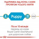 Фото - сухий корм Royal Canin DACHSHUND PUPPY (ТАКСА ПАППІ) корм для цуценята до 10 місяців