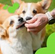 Фото 7 - ласощі Mavsy Lamb Сhips ласощі чіпси для собак ЯГНЯ