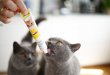 Фото 4 - витамины и минералы Gimcat (Джимкет) MULTI-VITAMIN DUO PASTE (12 ВИТАМИНОВ И СЫР ПАСТА) лакомство  для кошек
