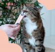 Фото 6 - лакомства Mavsy Creamy Treats лакомство в виде крема для кошек КРЕВЕТКА И ЛОСОСЬ