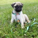 Фото - амуниция Max & Molly Urban Pets Multi-Function Leash многофункциональный поводок для собак Ducklings