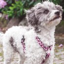 Фото - амуниция Max & Molly Urban Pets H-Harness шлея для собак Leopard Pink