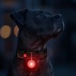 Фото 5 - амуниция Collar WAUDOG фонарик на ошейник для собак и кошек