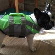 Фото 3 - рятувальні жилети Fovis Derby Reflective Dog Life Jacket рятувальний жилет для собак