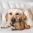 Фото 4 - іграшки Benebone Tripe Bone Beef жувальна іграшка для собак ЧЕРЕВО, смак ЯЛОВИЧОГО РУБЦЯ
