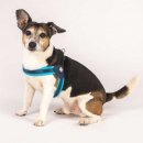 Фото 5 - амуніція Max & Molly Urban Pets Q-Fit Harness шлея для собаки Matrix Sky Blue