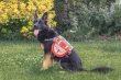 Фото 6 - амуниция Voyager Pet Lovoyager Dog Bagpack сумка-седло для собак, красный