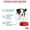 Фото - влажный корм (консервы) Royal Canin MINI PUPPY влажный корм для щенков мелких пород от 2 до 10 месяцев