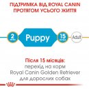 Фото - сухой корм Royal Canin GOLDEN RETRIEVER PUPPY (ГОЛДЕН РЕТРИВЕР ПАППИ) корм для щенков до 15 месяцев