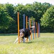 Фото - дрессировка и спорт Trixie Slalom (Трикси Слалом) - палки для тренировки ловкости собак (3206)