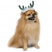 Фото - одежда Pet Fashion Deer аксессуар для собак, оленьи рожки