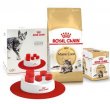 Фото - сухий корм Royal Canin MAINE COON (МЕЙН-КУН) корм для кішок від 1 року
