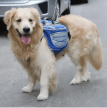 Фото 7 - амуниция Voyager Pet Lovoyager Dog Bagpack сумка-седло для собак, синий
