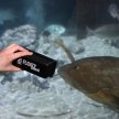 Фото 3 - аксессуары для аквариума JBL Floaty Shark плавающий магнитный скребок для чистки толстых аквариумных стекол