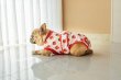 Фото 4 - попоны, воротники, ботинки Fovis VPETER Strawberry послеоперационная попона для собак