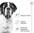 Фото 4 - сухий корм Royal Canin GIANT ADULT (СОБАКИ ГІГАНТСЬКИХ ПОРІД ЕДАЛТ) корм для собак від 18 місяців