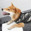 Фото 8 - попоны, воротники, ботинки Fovis Derby Fashion Style Camouflage послеоперационная попона для собак, камуфляж