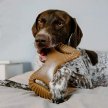 Фото 3 - игрушки Benebone Dental Chew Bacon жевательная игрушка для собак КОСТЬ, вкус БЕКОНА
