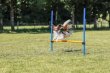 Фото - дрессировка и спорт Trixie Hurdle - барьер для тренировки собак (3207)