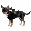 Фото - одежда Pet Fashion Web аксессуар для собак, накидка с крыльями