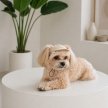 Фото 5 - одяг Pet Fashion Glamour кепка для собак
