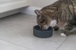 Фото 3 - миски, напувалки, фонтани Trixie Ceramic Bowl керамічна миска для котів і собак (24810)