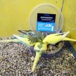 Фото 4 - лакомства для птиц Zelena Zoo Копошилка сухая кормушка для декоративных птиц