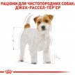 Фото - сухой корм Royal Canin JACK RUSSELL ADULT (ДЖЕК РАССЕЛ ЭДАЛТ) корм для собак от 10 месяцев