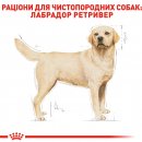 Фото - сухой корм Royal Canin LABRADOR RETRIEVER ADULT (ЛАБРАДОР РЕТРИВЕР ЭДАЛТ) корм для собак от 15 месяцев