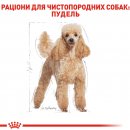 Фото - сухий корм Royal Canin POODLE ADULT (ПУДЕЛЬ ЕДАЛТ) корм для собак від 10 місяців