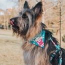 Фото - амуніція Max & Molly Urban Pets Bandana бандана на нашийник для собак Popcorn