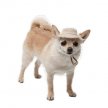 Фото 7 - одежда Pet Fashion Gold панама для собаки