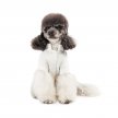 Фото 4 - одяг Pet Fashion Ostap вишиванка для собак