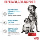 Фото - сухой корм Royal Canin MEDIUM STARTER MOTHER & BABYDOG корм для беременных и кормящих сук и щенков средних пород